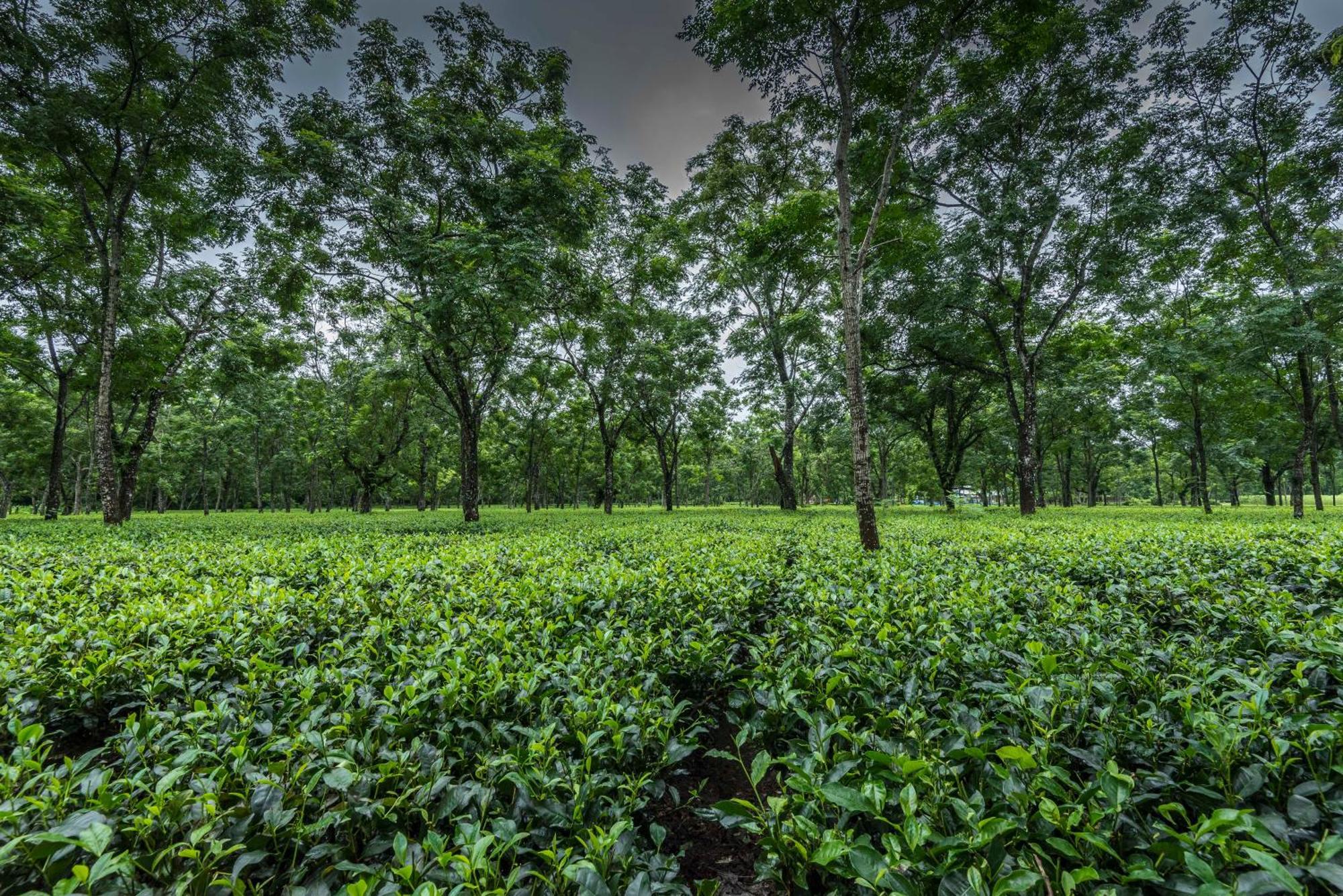Готель Tusker Tea County Chalsa Екстер'єр фото